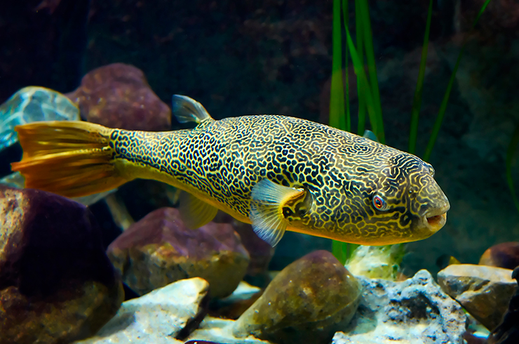 Тетраодон Мбу