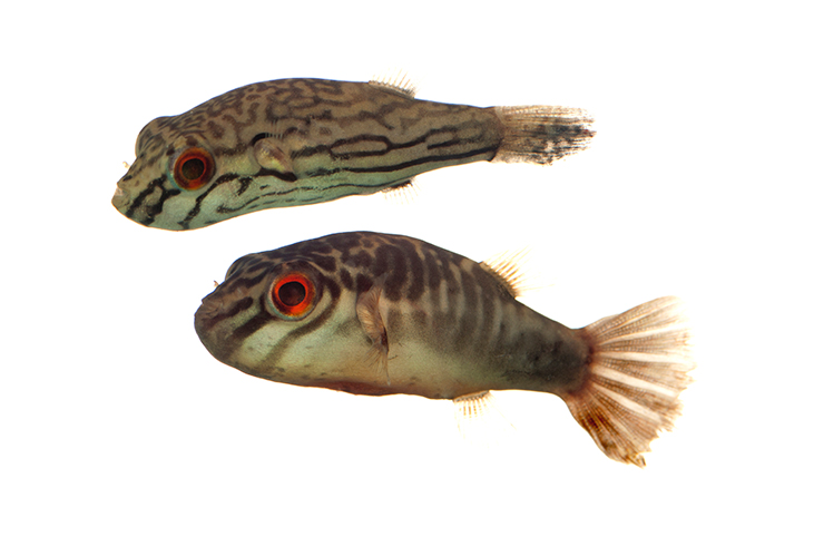 У полосатых красноглазых тетраодонов хорошо выражен половой диморфизм