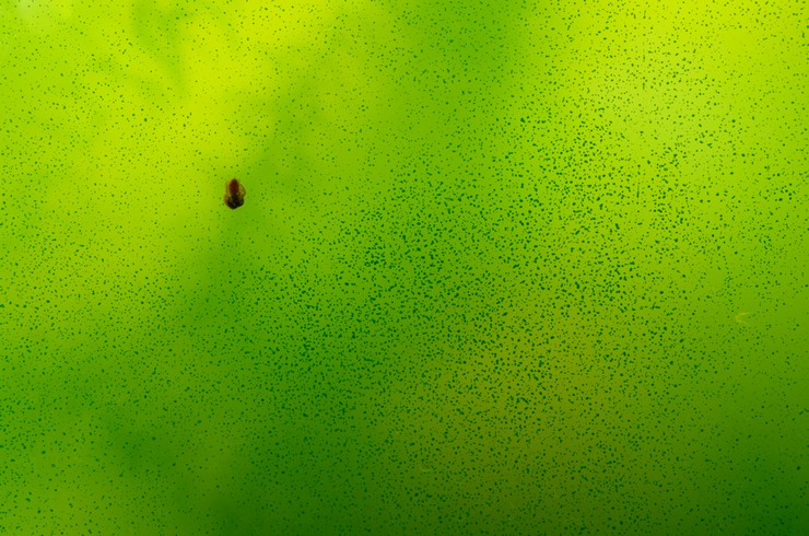 зеленые пятна на стекле аквариума