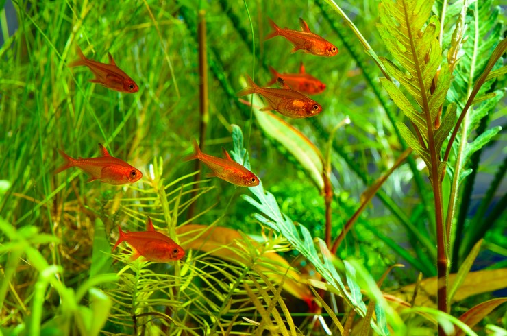Тетры Аманды в аквариуме с живыми растениями