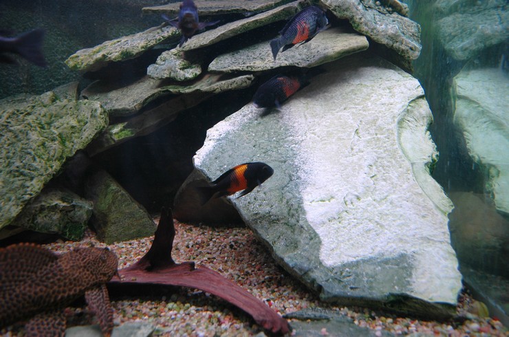 В качестве декора для аквариумов с трофеусами отлично подойдут плоские камни