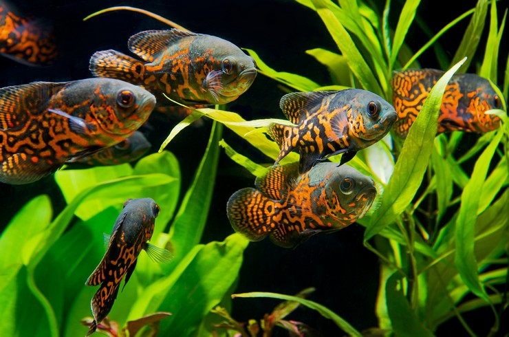 аквариумные рыбки цихлиды с названиями и описанием
