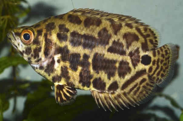 Ктенопома леопардовая – лабиринтовая рыбка из Африки