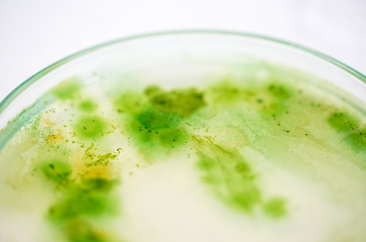 Сине-зеленые водоросли в чашке Петри