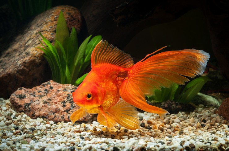 золотая аквариумная рыбка