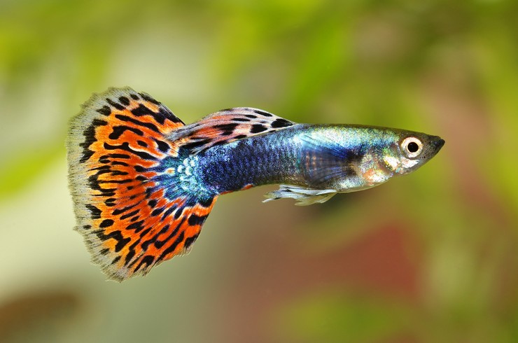Гуппи – популярная аквариумная рыбка