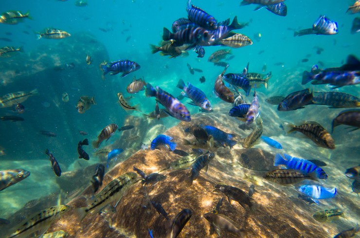 Подводный мир озера Малави