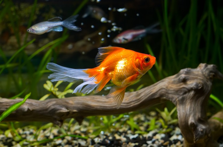 Золотая рыбка в общем аквариуме с данио
