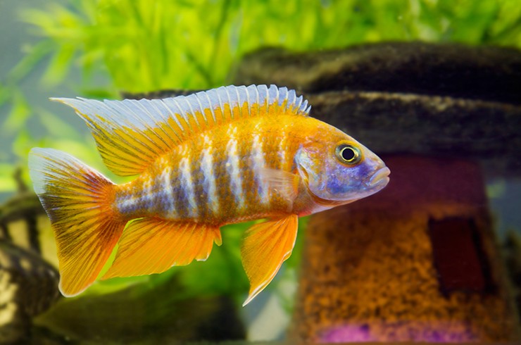 Цихлиды - яркие и интеллектуальные аквариумные рыбки