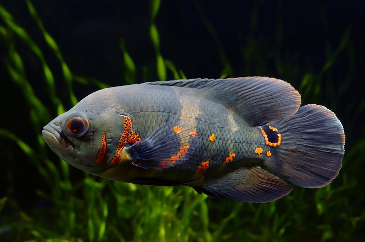 Хищные виды аквариумных рыб могут полакомиться практически любым сожителем, способным поместиться в рот