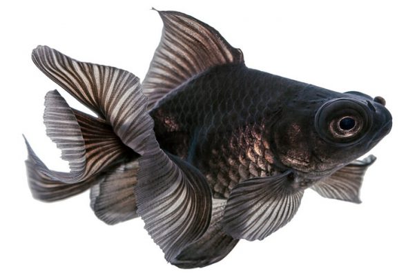 У рыбок с черной окраской тела много почитателей