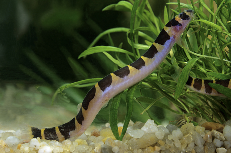 Акантофтальмусы – рыбки со змеевидным телом