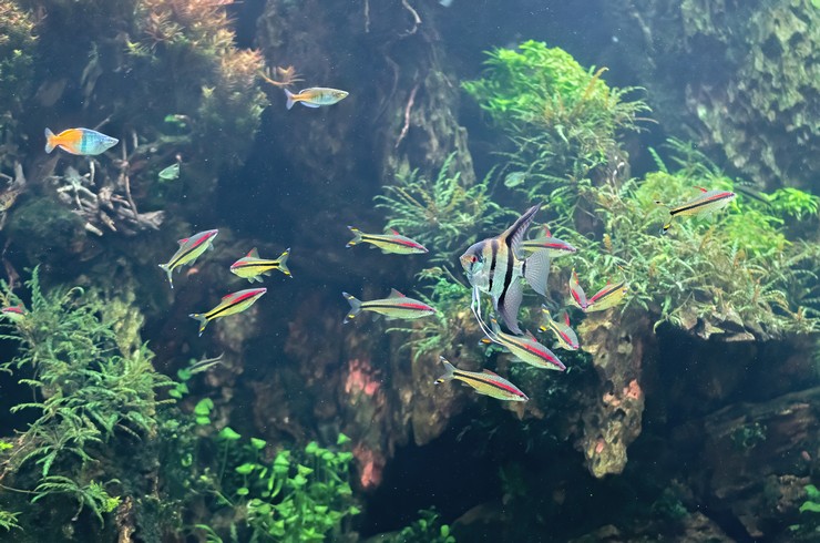 akvariumnye rybki porazhayut svoim raznoobraziem