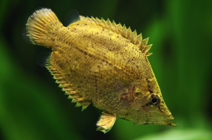 Рыба-лист – необычная аквариумная рыбка