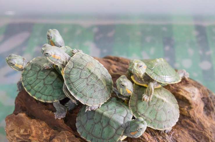 Аквариумные черепахи могут жить группами
