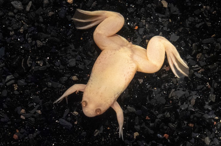 Шпорцевая лягушка: уход, содержание, размножение, совместимость, корм,  фото-обзор