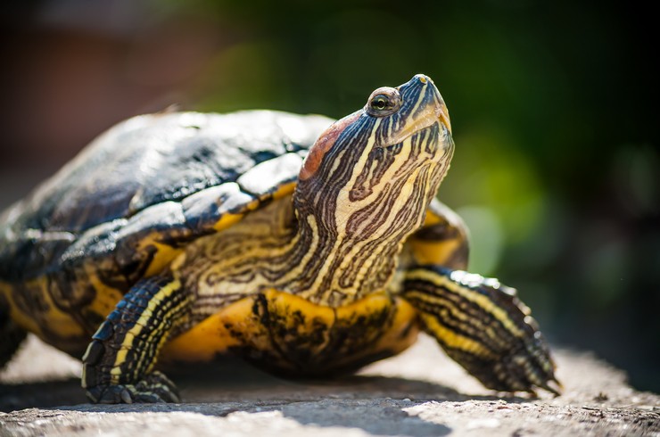 Красноухая черепаха: уход, содержание, размножение, совместимость, корм,  фото-обзор