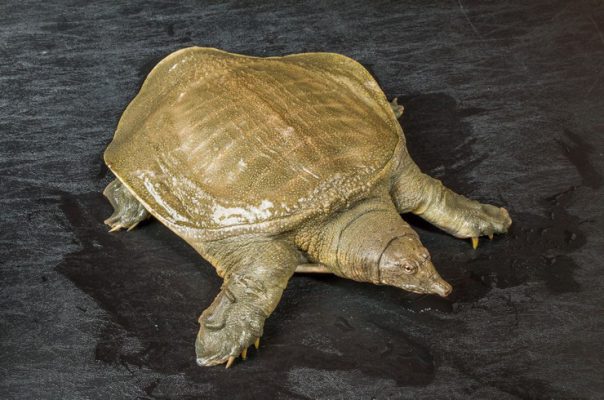 Трионикс, или дальневосточная черепаха