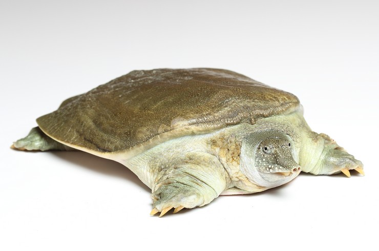 Трионикс аквариумная черепаха: уход, содержание, размножение,  совместимость, корм, фото-обзор
