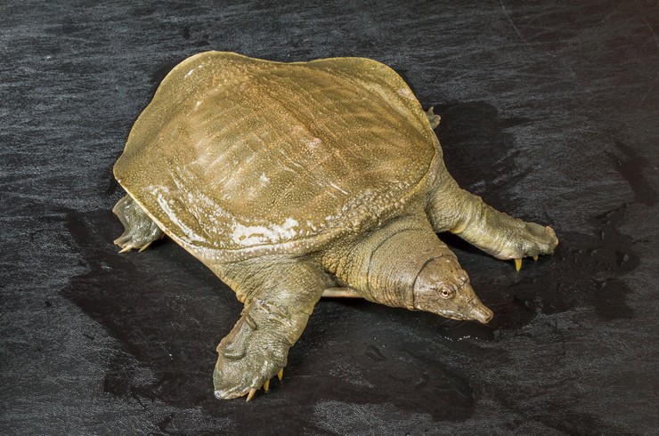 Трионикс аквариумная черепаха: уход, содержание, размножение,  совместимость, корм, фото-обзор