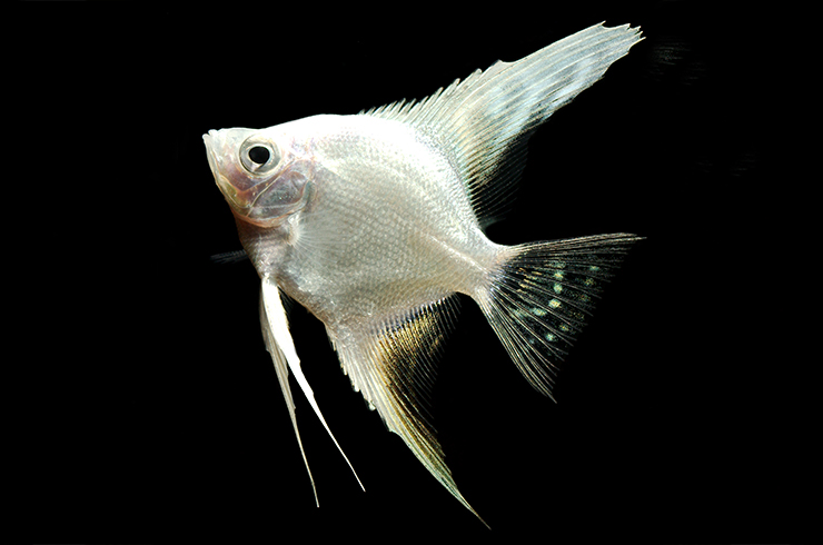 Белые аквариумные рыбки не редкость в аквариумах