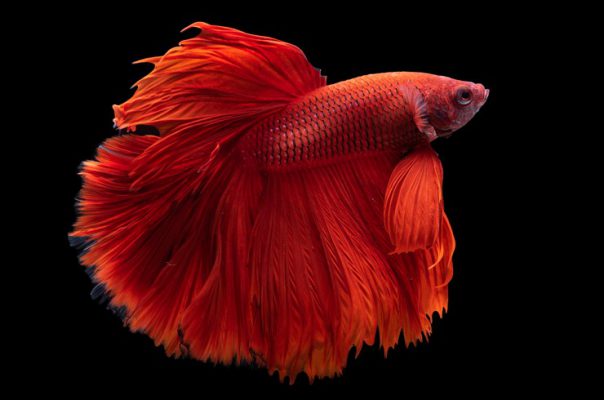 Красные рыбки в аквариуме всегда привлекают внимание
