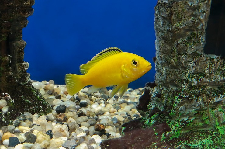 Желтые аквариумные рыбки всегда притягивают взгляд
