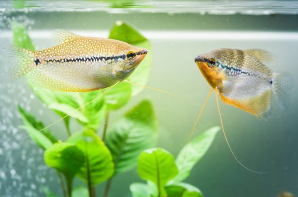 Гурами – лабиринтовые рыбки, любимые аквариумистами по всему миру