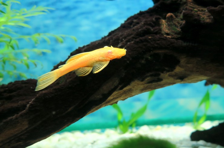 Натуральная коряга просто необходима в аквариуме с золотыми анциструсами