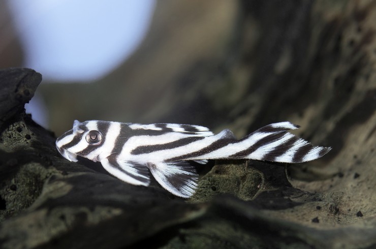 Гипанциструс зебра