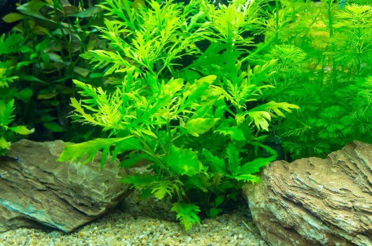 Гигрофила синема – красивое растение с резными листьями