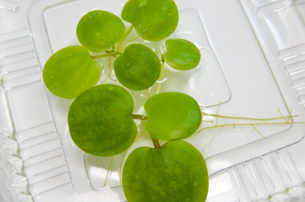 Лимнобиум – плавающее растение