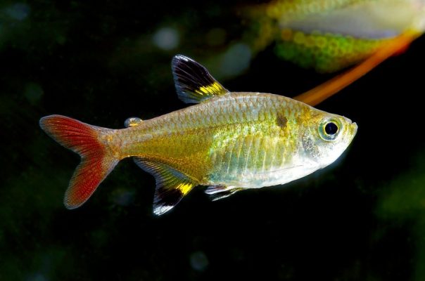 Пристелла – красивая и неприхотливая аквариумная рыбка