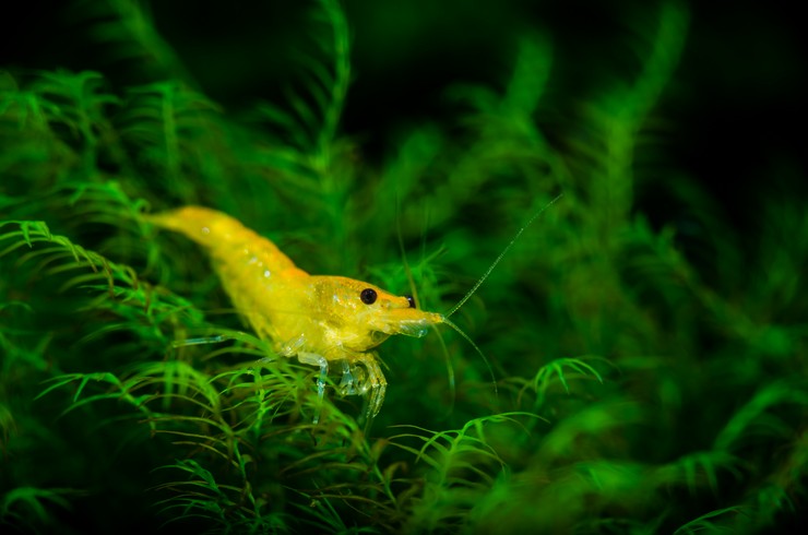 Желтые креветки украсят любой тропический аквариум