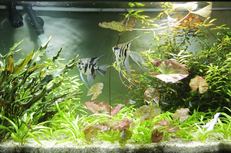 живые аквариумные растения