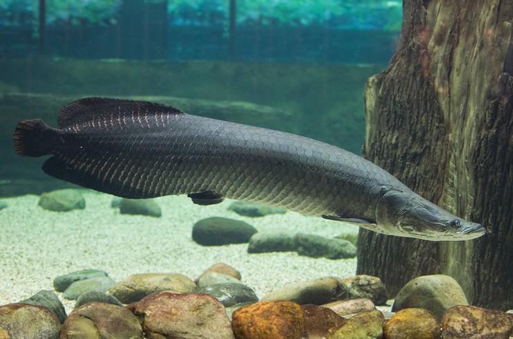 Арапайма – настоящий гигант среди пресноводных рыб