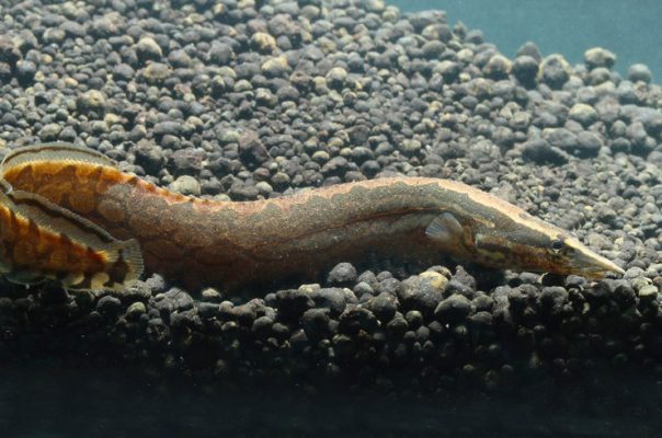 Мастацембелусы – рыбки с угреобразным телом