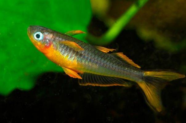 Псевдомугилы – рыбки с голубыми глазами