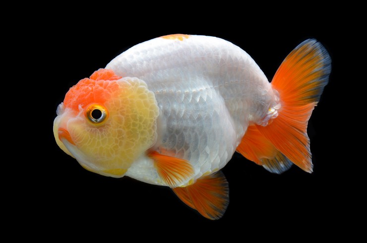 Золотая рыбка ранчу