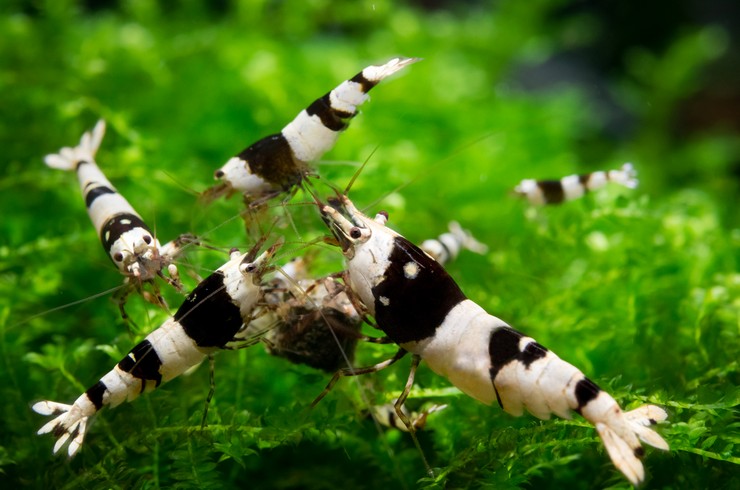 Креветки – миниатюрные аквариумные помощники
