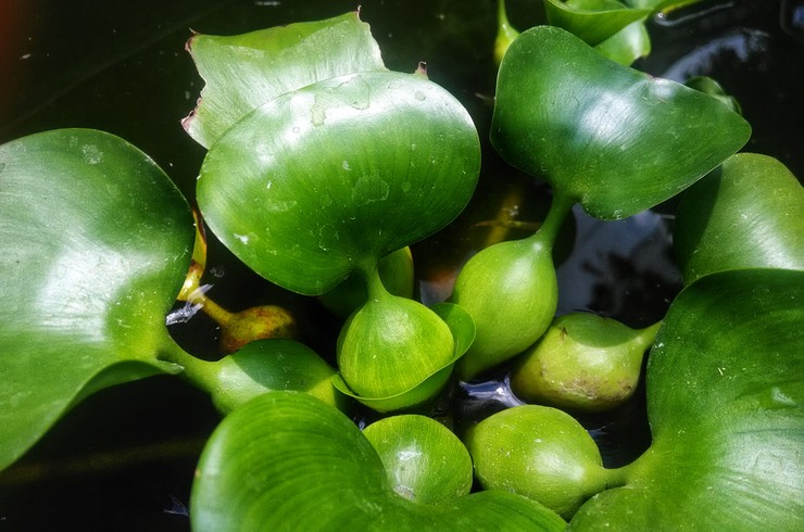 Листья водного гиацинта. Хорошо заметны воздушные камеры