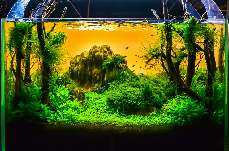 Акваскейп – настоящий водный пейзаж