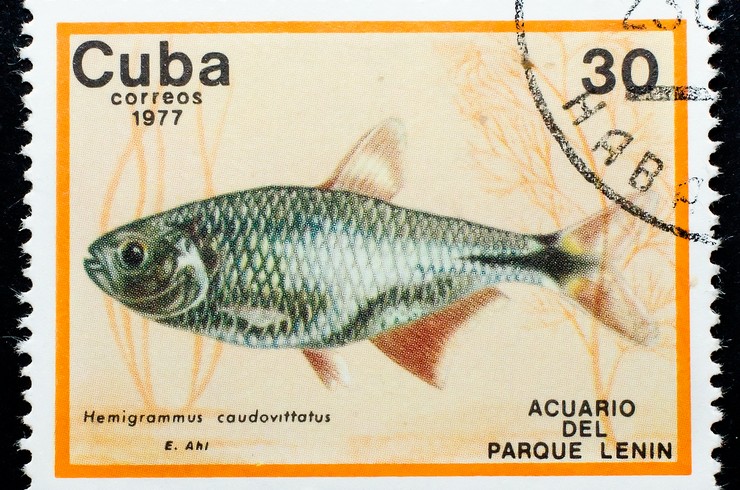 Марка с изображением тетрагоноптеруса. Куба, 1977 год