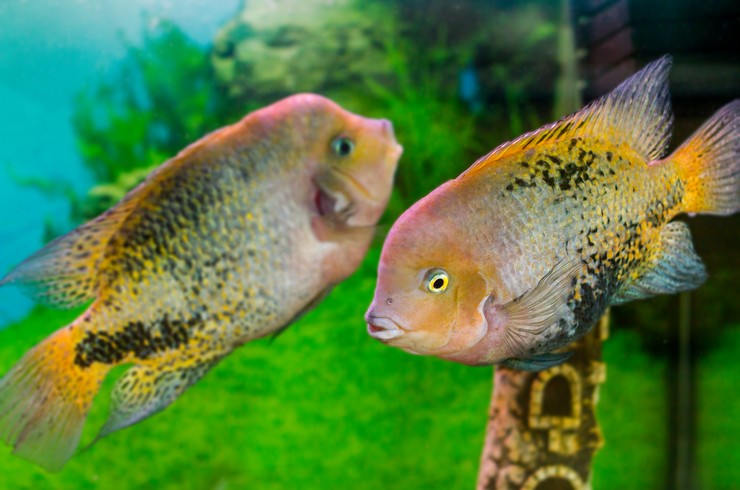 Радужные цихлазомы в аквариуме