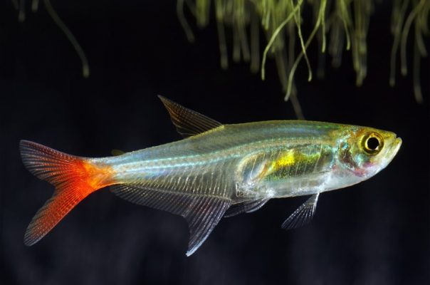 Тетра стеклянная – необычная аквариумная рыбка