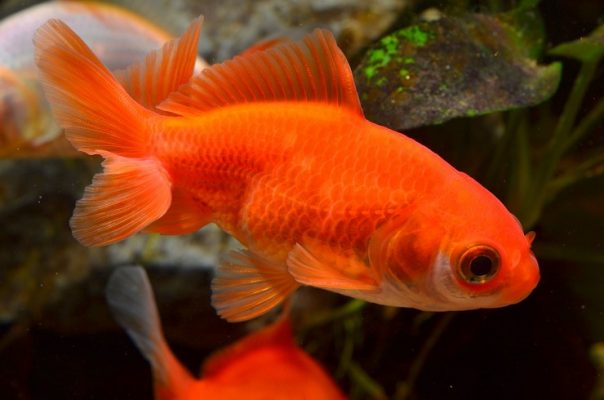 Золотая рыбка вакин