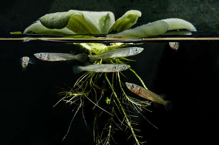 Рыбки часто находят укрытие в корнях пистии