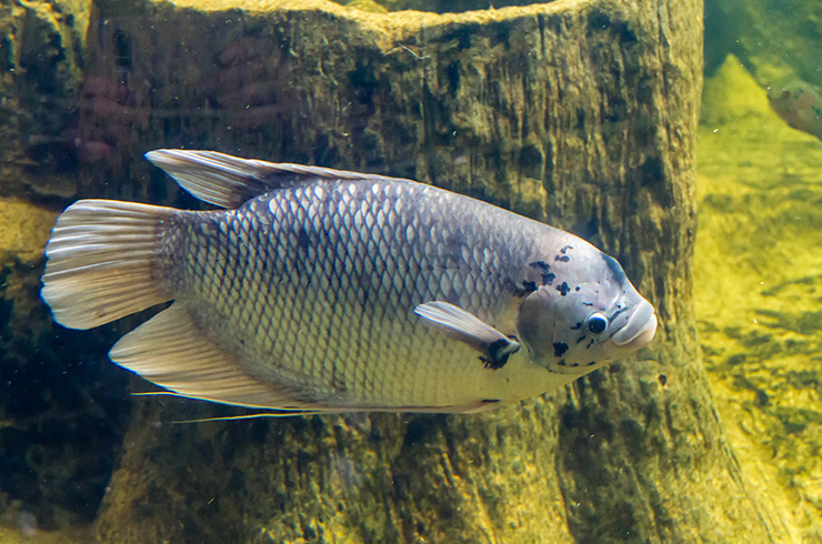 Гигантский гурами – самая крупная лабиринтовая рыбка