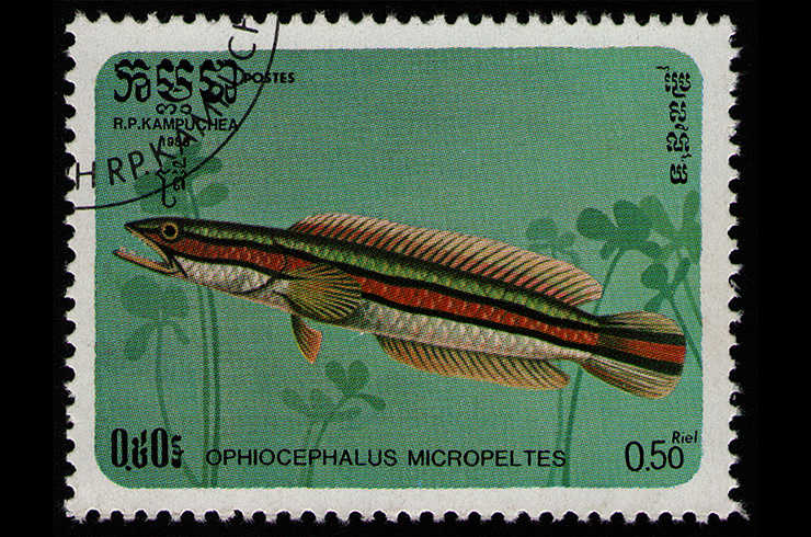 Марка с изображением змееголова красного. Камбоджа, 1988 г.
