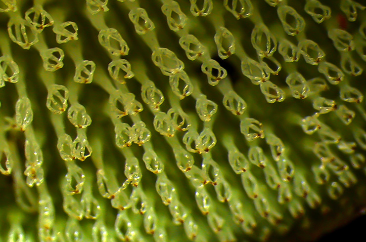 Микрофотография волосков сальвинии плавающей